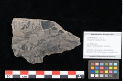 Foto (Objekt + Etikett) von Laccopteris muensteri Schenk (NHMW-GEO-2024-0188-10522)